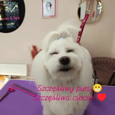 JO Groomer & Spa by Kasia Hetmanowska